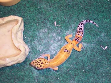 ParisTheGecko
