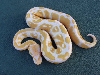 15-1 female albino
