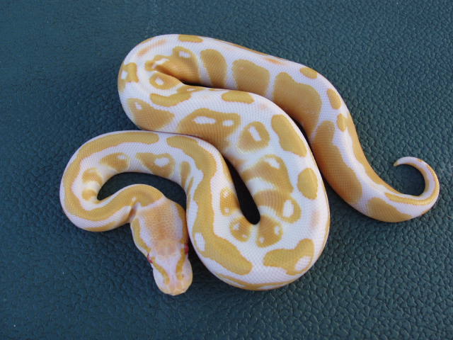 15-1 female albino