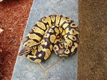 female pastel