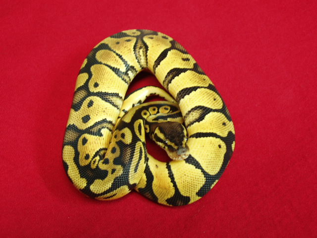 11-1 female pastel baby pic