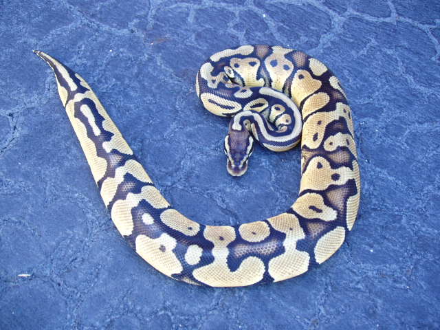 111a3