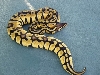 12-2 banded pastel female