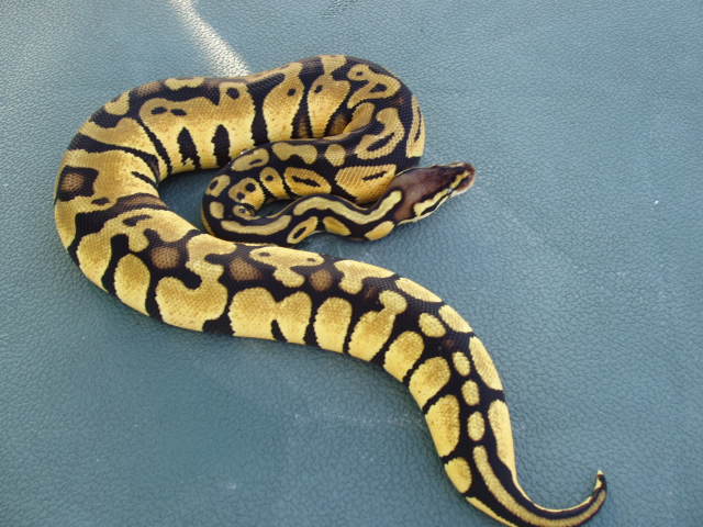 12-2 banded pastel female