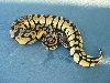 banded pastel female