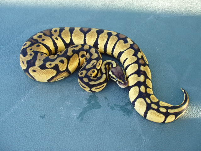 banded pastel female
