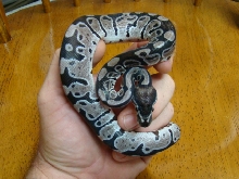 APF1