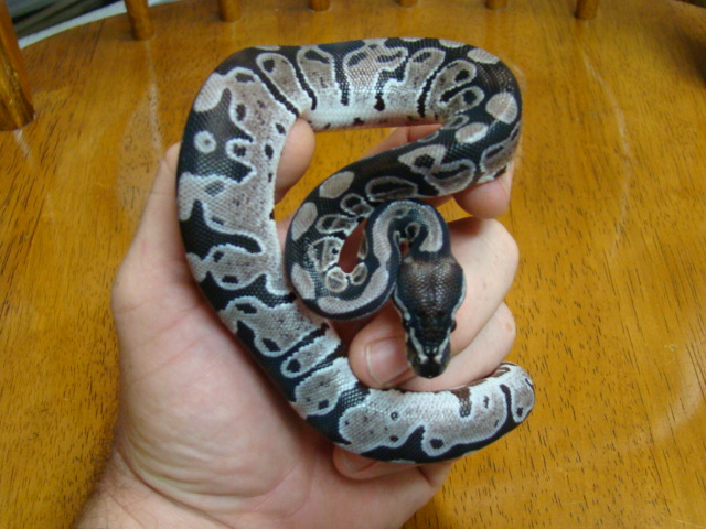 APF1