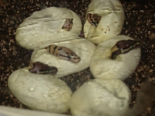 baby bees 4