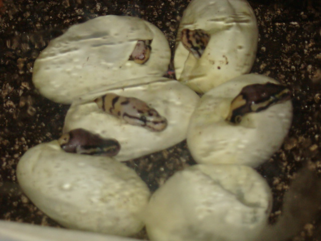 baby bees 4