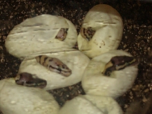 baby bees 3