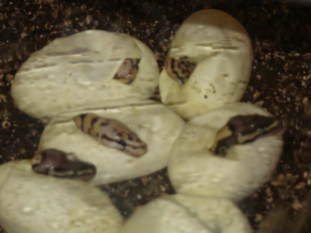 baby bees 3