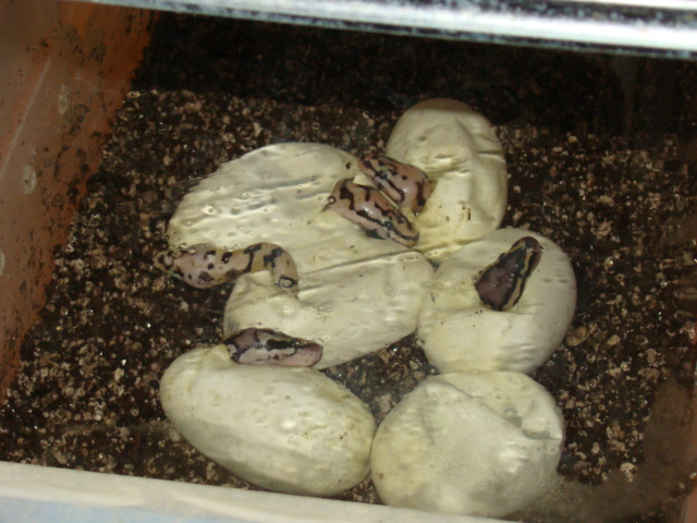 baby bees 2