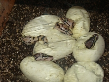 baby bees