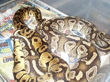 pete & mojave