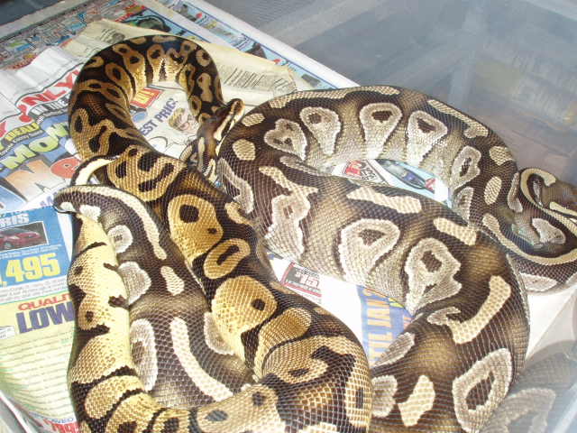 pete & mojave