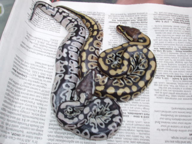 pastel axanthic