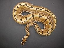 female spider