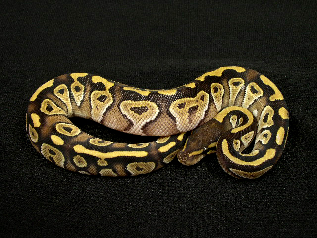Female Mojave