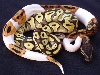 Pastave & Pied