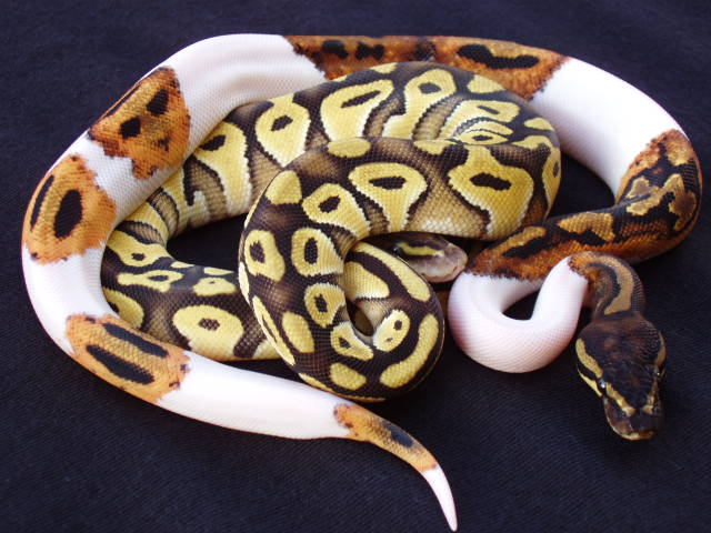 Pastave & Pied