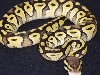 Pastave female