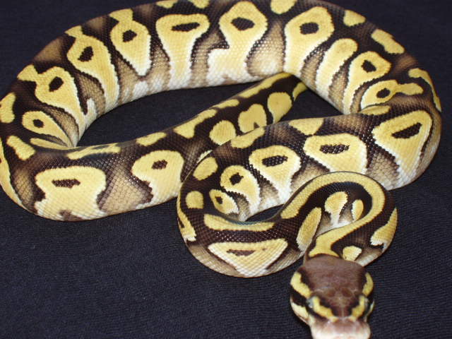 Pastave female