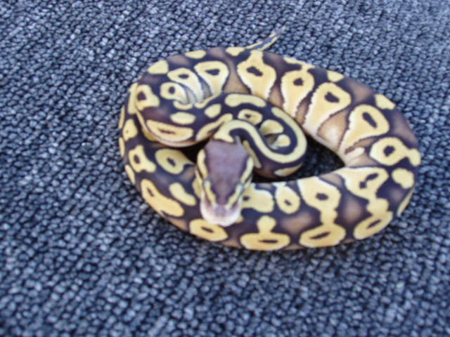 female pastave 50% het axanthic