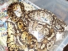 Pastel x Mojave