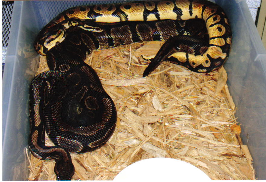 male pastel breeder