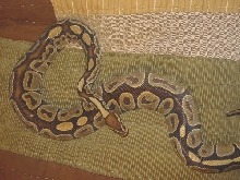 Female Getting Fat?