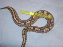 Female ball