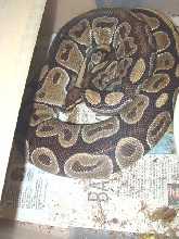 She is gettng fatter every day,
