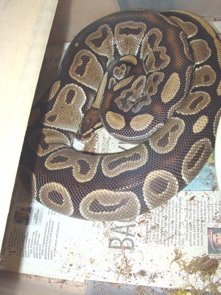 She is gettng fatter every day,