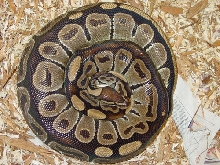 Gravid Female