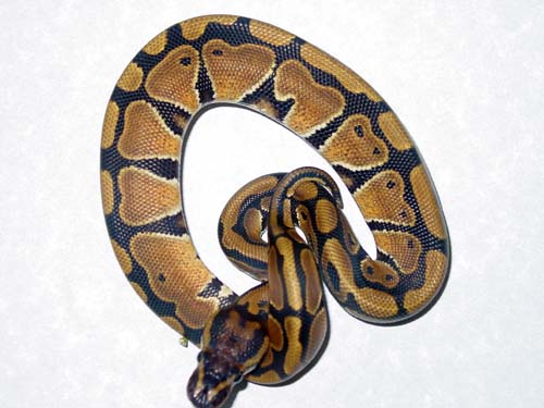 possible het albino