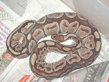 Ovulation..I Think