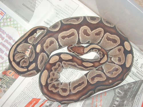 Ovulation..I Think