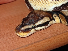 pastel1