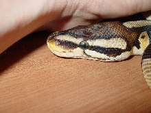 pastel2