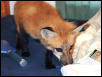 Fox inspection