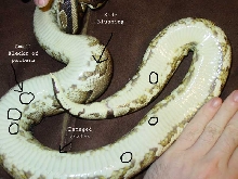 Yellowbelly Traits