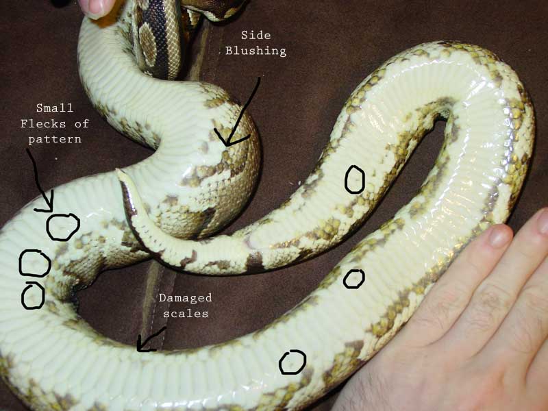 Yellowbelly Traits