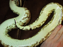 yellowbelly