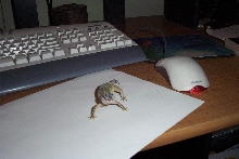 My Leopard Gecko