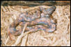 Athena (Brazilian Rainbow Boa)