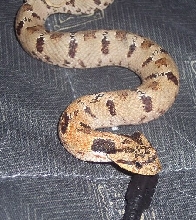 Eastern Hognose