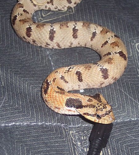 Eastern Hognose