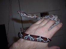 Suriname Red Tail