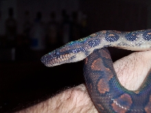 Athena in shed